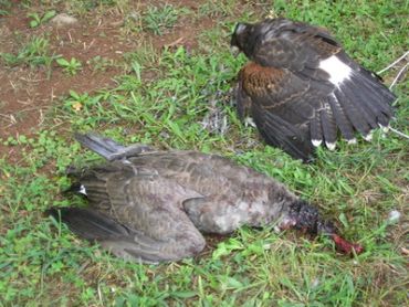 Two dead birds lying on the grass.