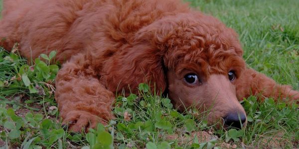 Dark Red Standard Poodles - Darla's Red Standard Poodle's