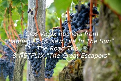 grape filled vines in our vineyard near Saint Emilion