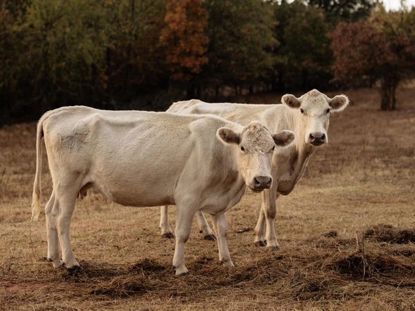 Two light-colored cows standing in a dry field with autumn trees in the background.