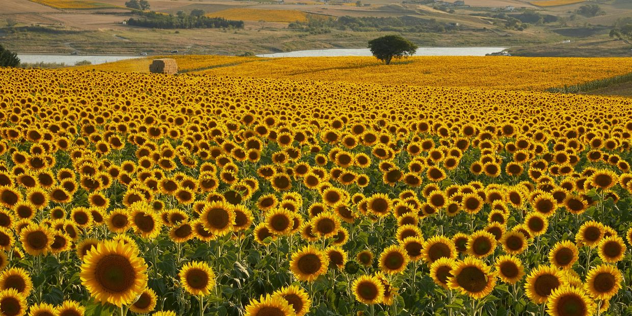 field of sunflowers.