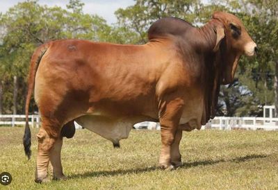 Red Brahman Bull