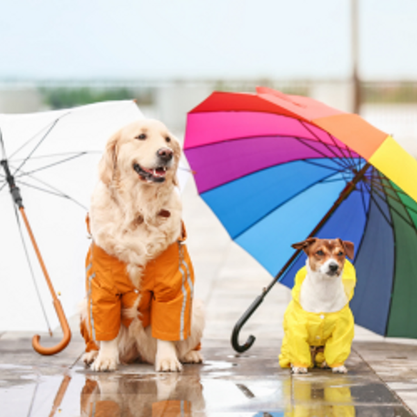 Two dogs with raincoats and umbrellas