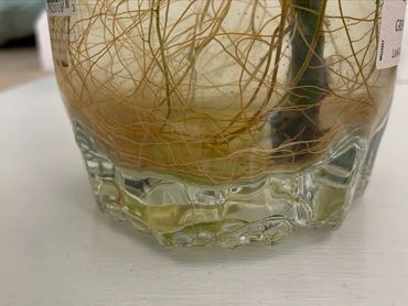 The water looks like it could use a change.

