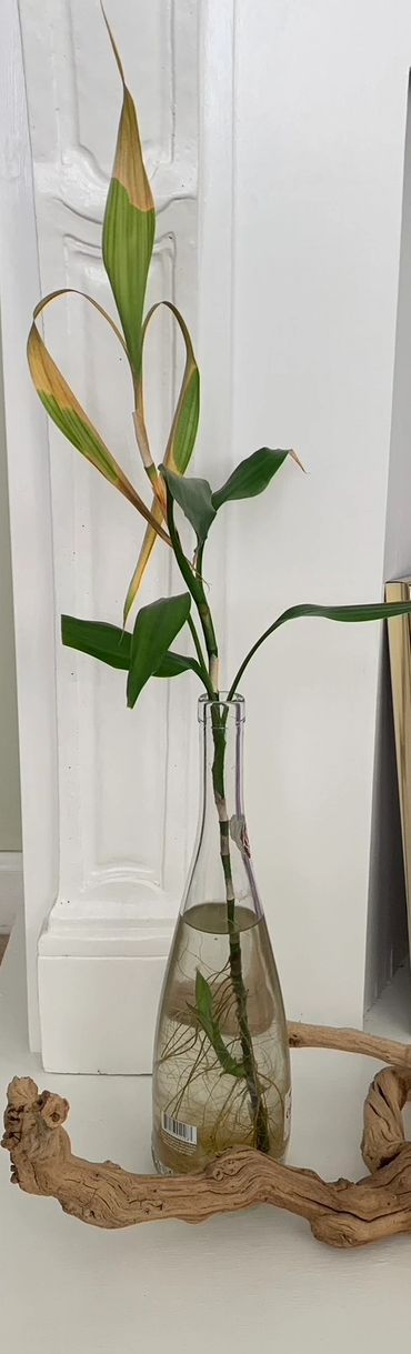 A lucky bamboo feeling a little unlucky...a few leaves need to be trimmed.
