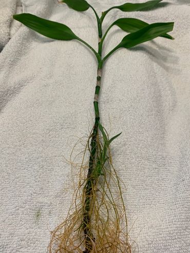 After removing the lucky bamboo from the bottle gently rinse under cool water and put to the side.