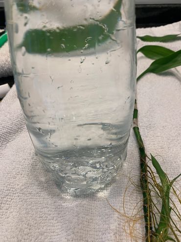 Clean the bottle - see video instructions below.  Fill with cool tap water.