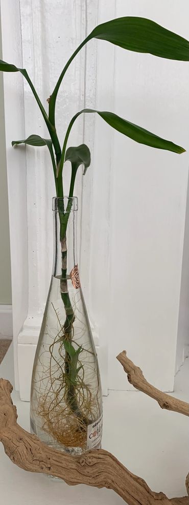 Plant is returned to bottle - see video below.  Refreshed and ready to enjoy.