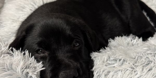 A black puppy resting on a fluffy white blanket.