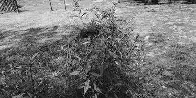 Shoreline overgrown with weeds. Aqualife Construction Akron Canton OH Dock builders