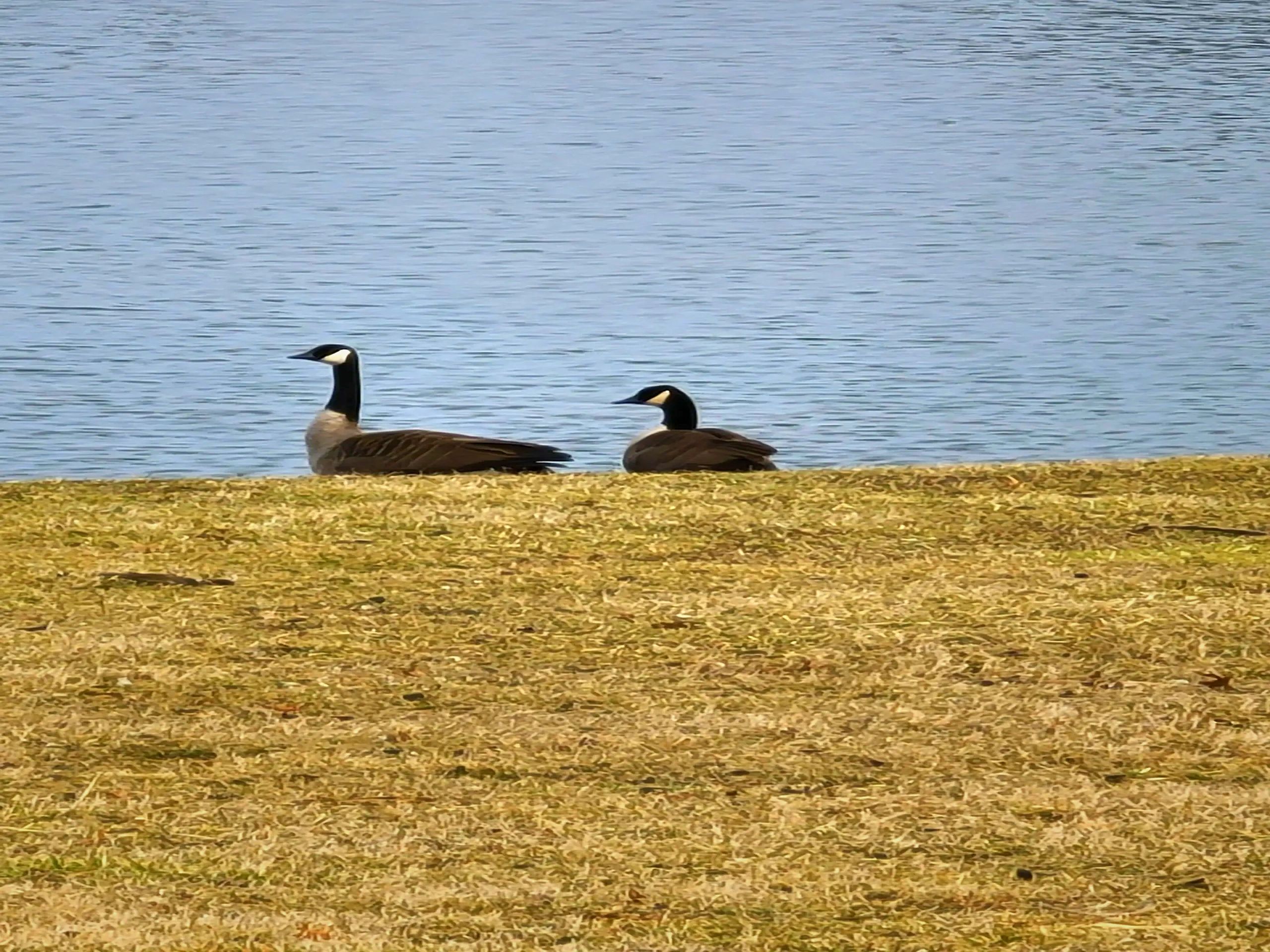6 Ways to keep Geese off your Dock and Seawalls