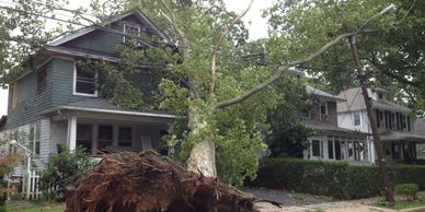 Storm damage, tree failure, tree fall, emergency