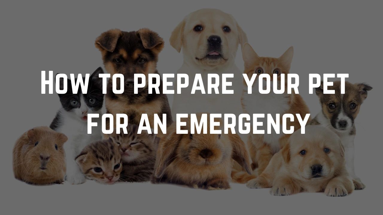 emergency pet preparation, prepare your pet, disaster prep for pets