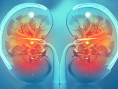 Graphic representation of kidneys