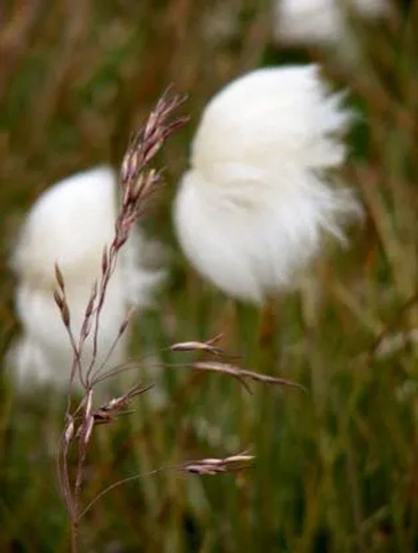 Seed pods blowing in the wind