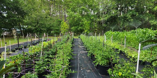 The Ortega Garden...this is our family garden. We propogate and harvest many different varieties of 