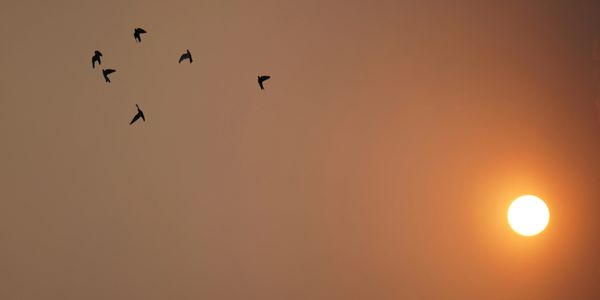 photos of a sunset sky with birds fllying towards the sun