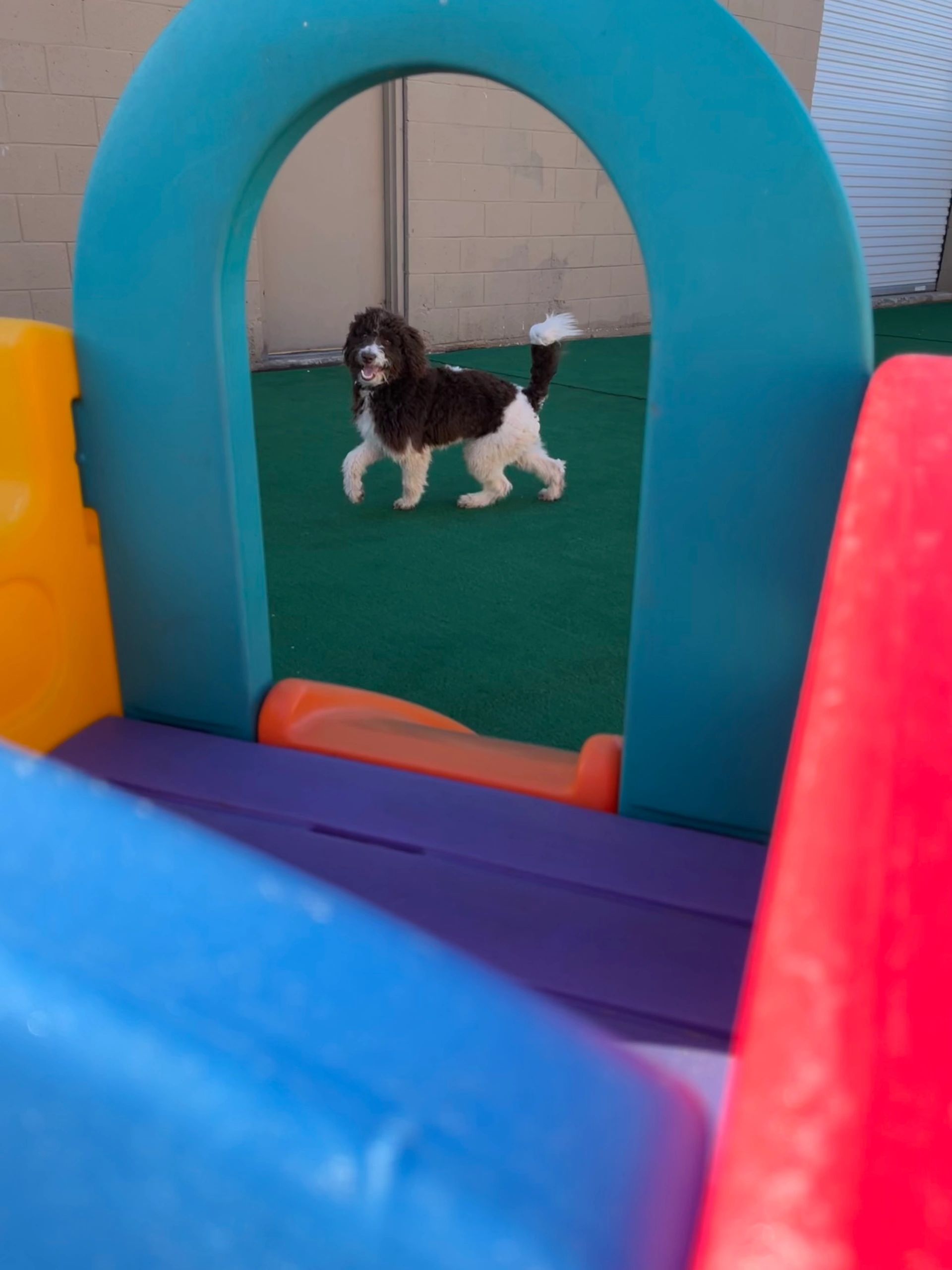 Arizona Mutt Hutt Dog Daycare Services