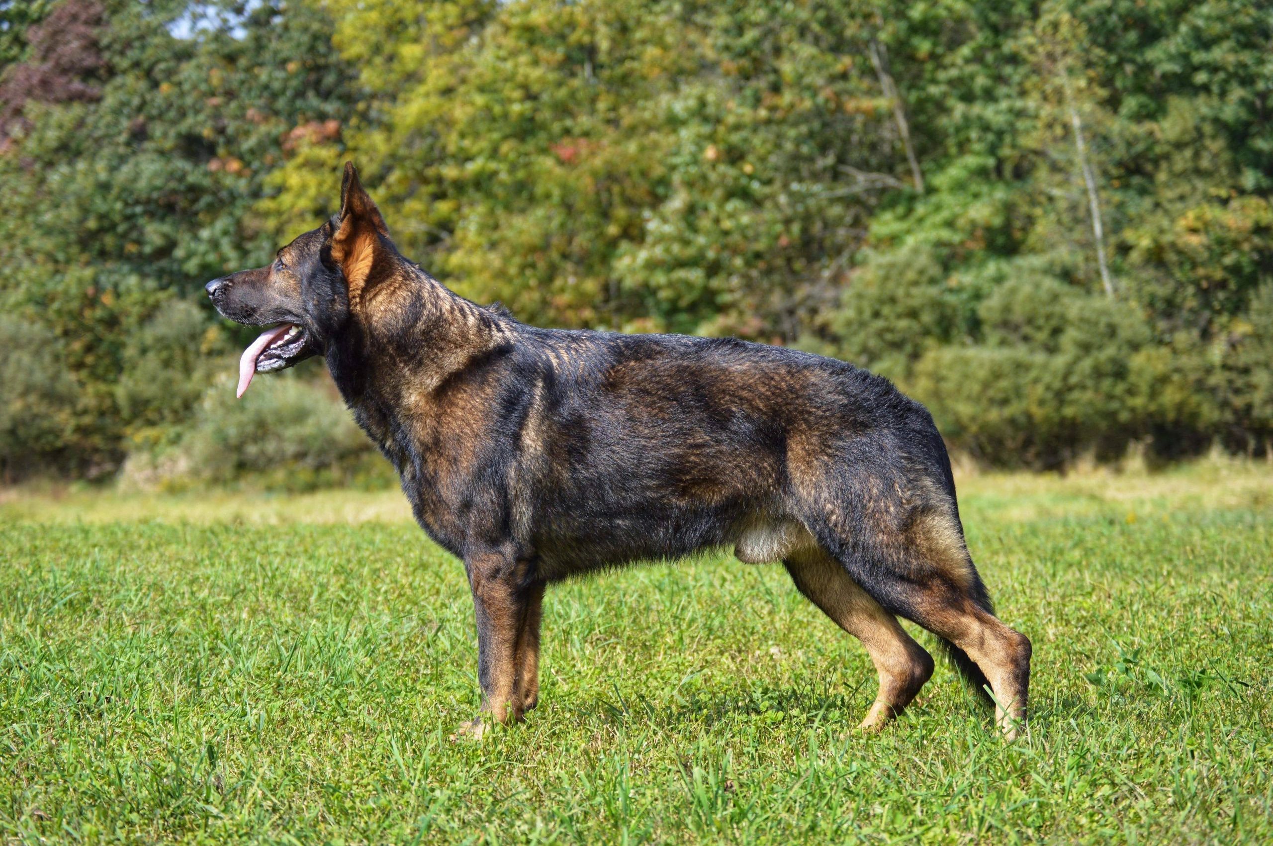 Are German Shepherds Working Dogs