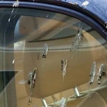 Bird droppings on property