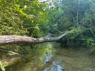 A downed Tree in a creek outside of Tulsa Oklahoma  during a post storm aquatic resource delineation