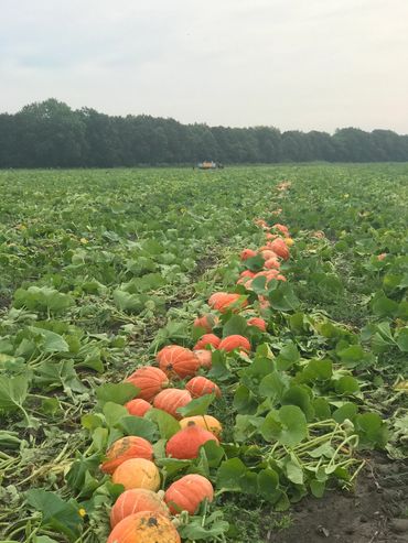 Migrant workers harvesting and packing pumpkins on raw agricultural farm in central Illinois 