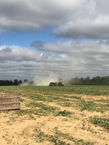 Migrant workers harvest and hand pack sweet potatoes in North Carolina on raw agriculutral farm 