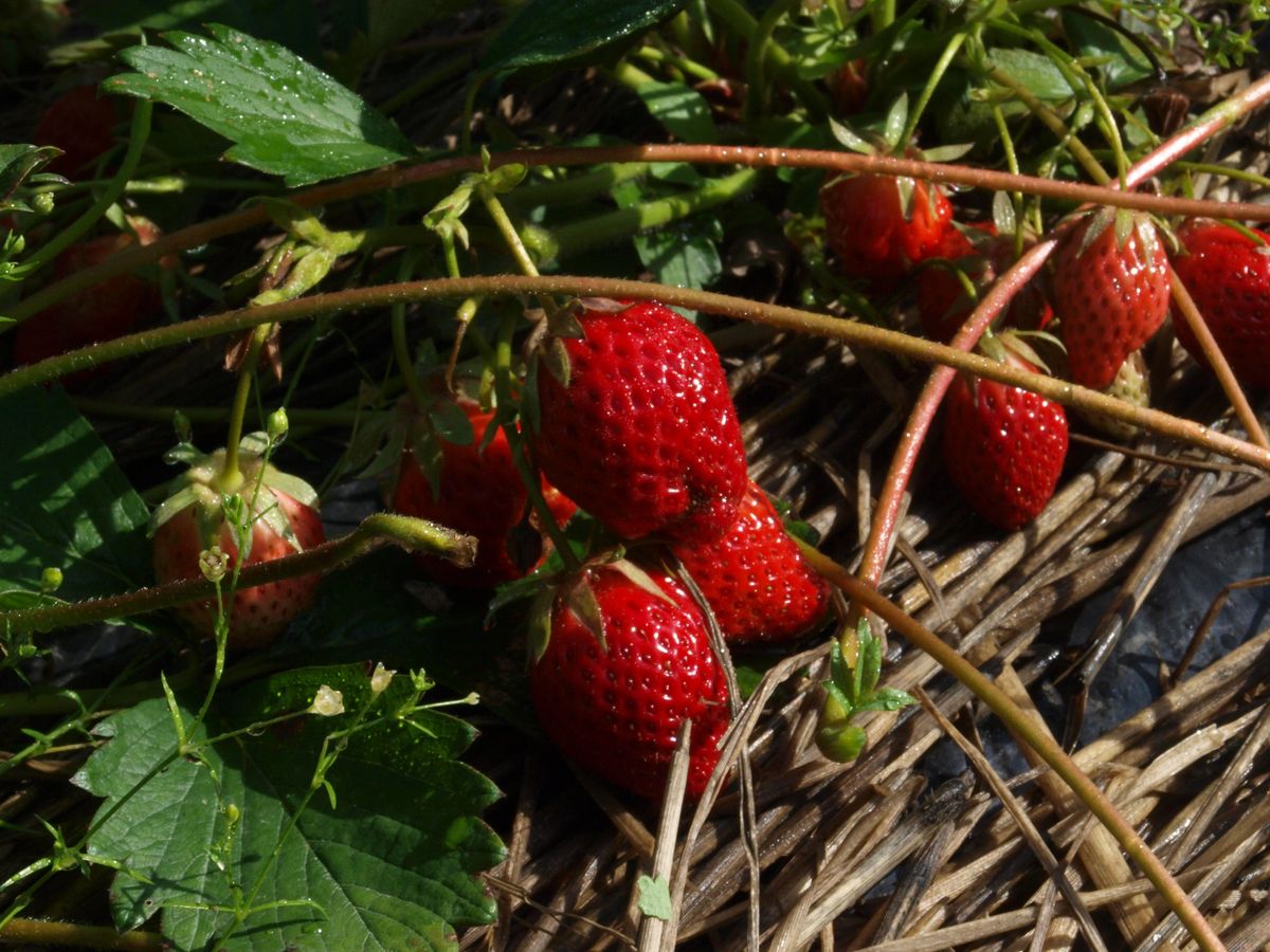 Jewel June Bearing Bare Root Strawberry Plant From Strawbaby Farms jewel-june-bearing-bare-root-strawberry-plant-from-strawbaby-farms