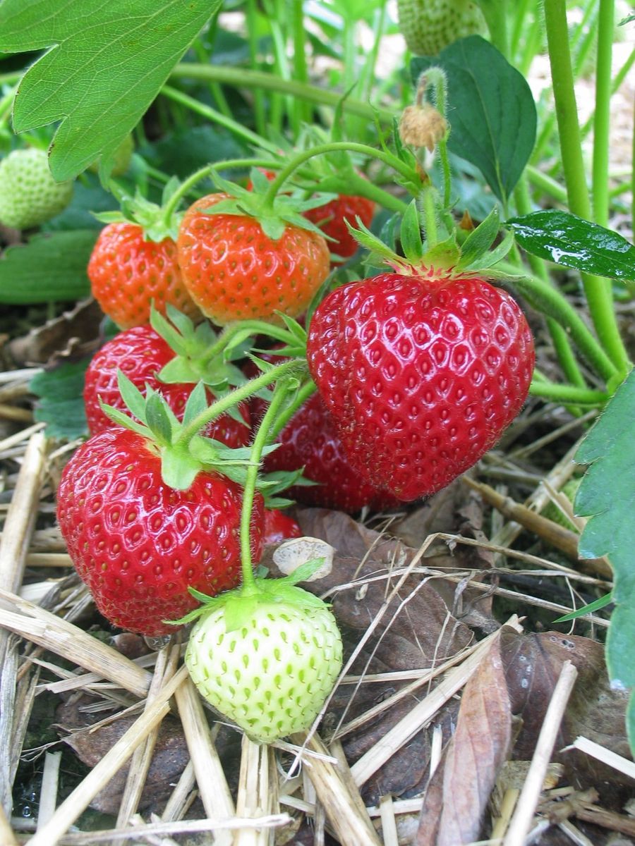 Albion DayNeutral Everbearing Bare Root Strawberry Plant from