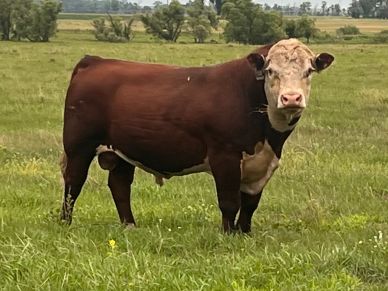 Brown and white bull standing in a green field.