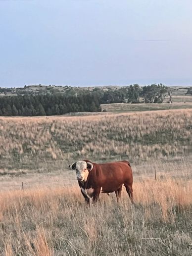 A bull standing in a grassy field.