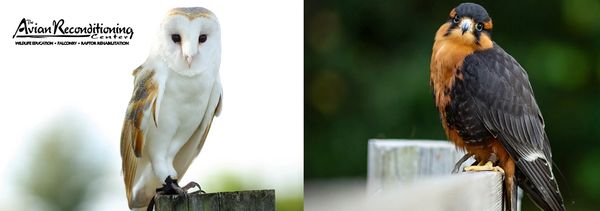 Two different birds perched, a barn owl and a falcon.