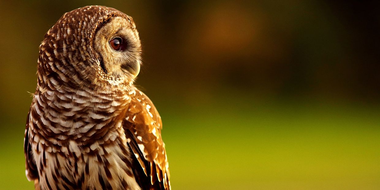 A close-up of a brown owl with detailed feathers, looking to the side.