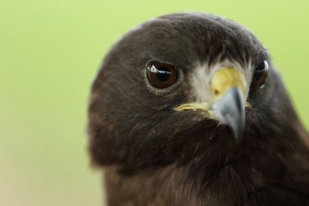 Sable, short tailed hawk Wildlife Education, Falconry, Raptor Rehabilitation