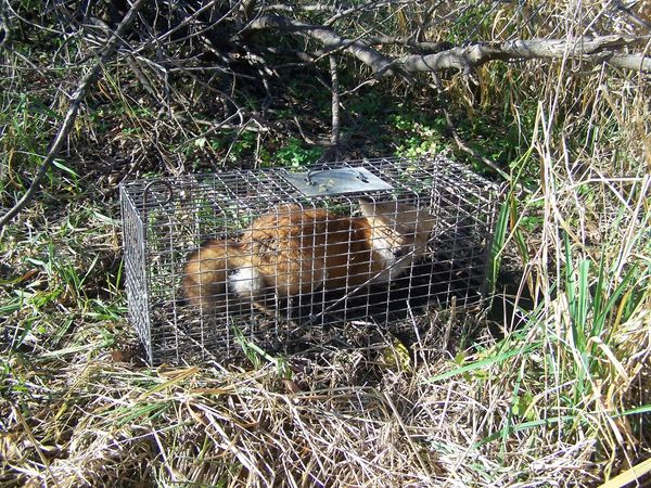 Wickenkamp Small Dog Trap (Model 50)