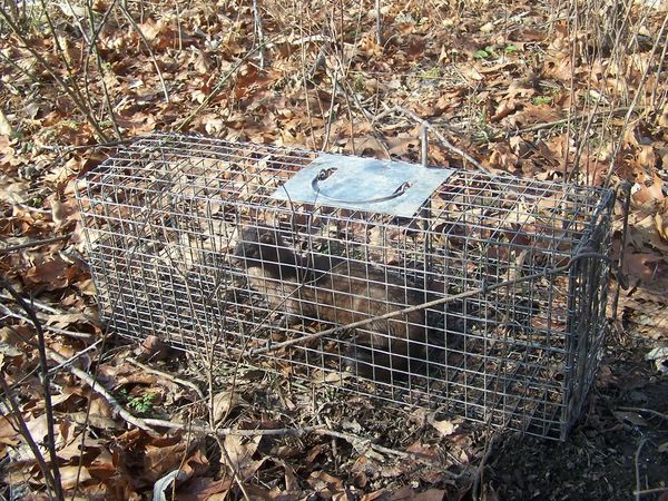 Wickenkamp Small Dog Trap (Model 50)