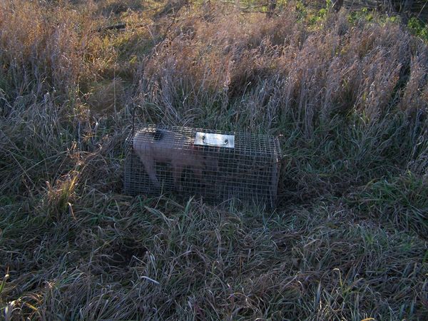 Wickenkamp Small Dog Trap (Model 50)