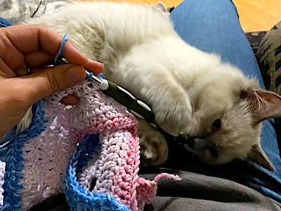 Ragdoll kitten