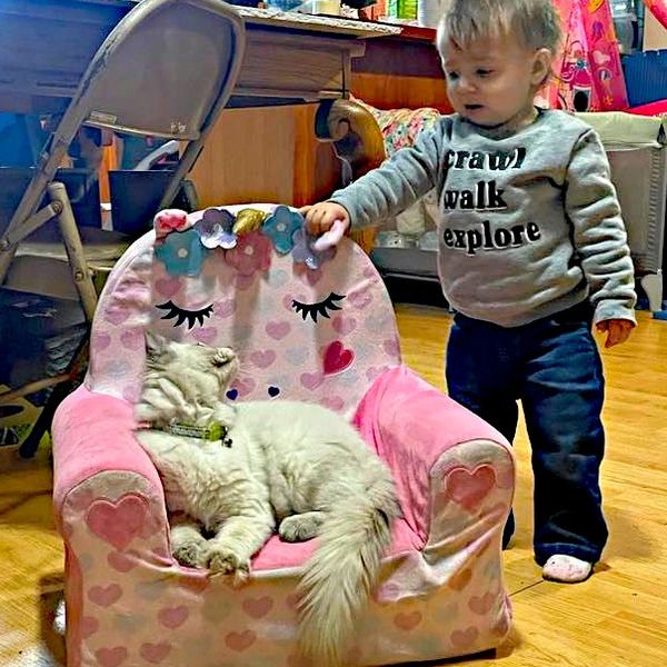 Ragdoll cats and kids