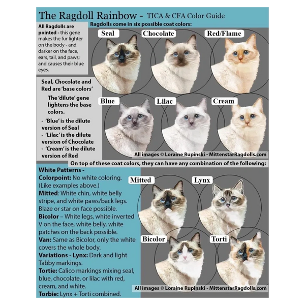 Ragdoll cat colors