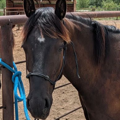 Two horses standing behind a fenced enclosure.
