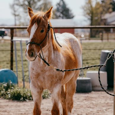 A young horse with a bridle stands in a fenced area on a sunny day.