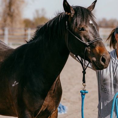 A dark brown horse with a blue lead rope held by a person.