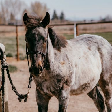 A speckled horse with a bridle stands in a fenced outdoor area.