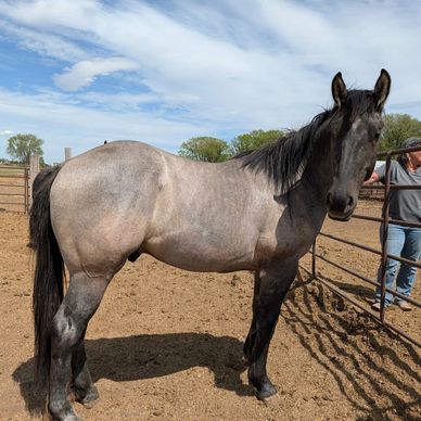 A gray horse standing in a fenced dirt area under a partly cloudy sky.