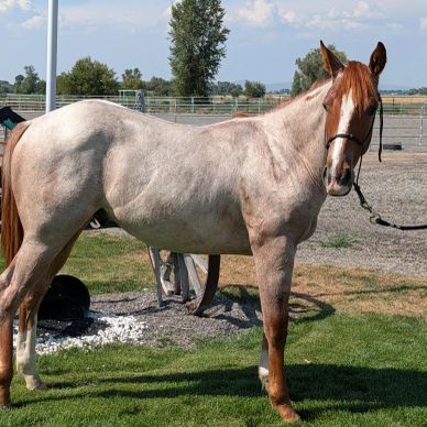 A light brown horse standing on grass.