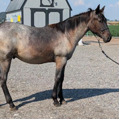 Side view of a brown roan horse standing on gravel near a barn.