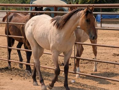 Three horses behind a metal fence in a dusty paddock.