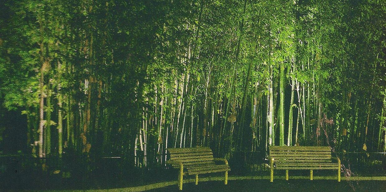 Bamboo