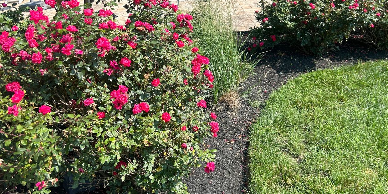 Vibrant red roses bloom beside a manicured lawn and decorative grasses.